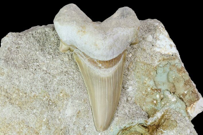 Otodus Shark Tooth Fossil in Rock - Eocene #111051